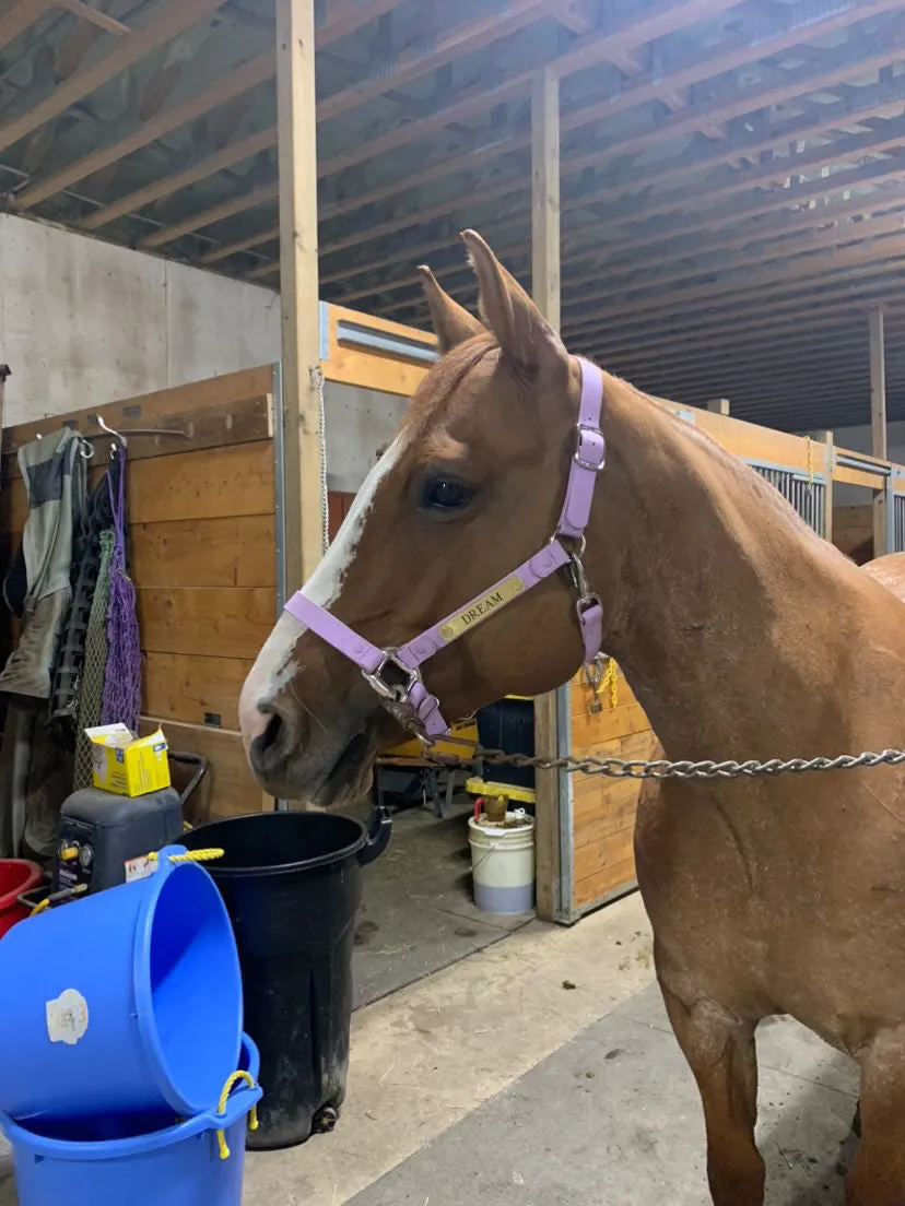 iCavalos Horse Halter Purple