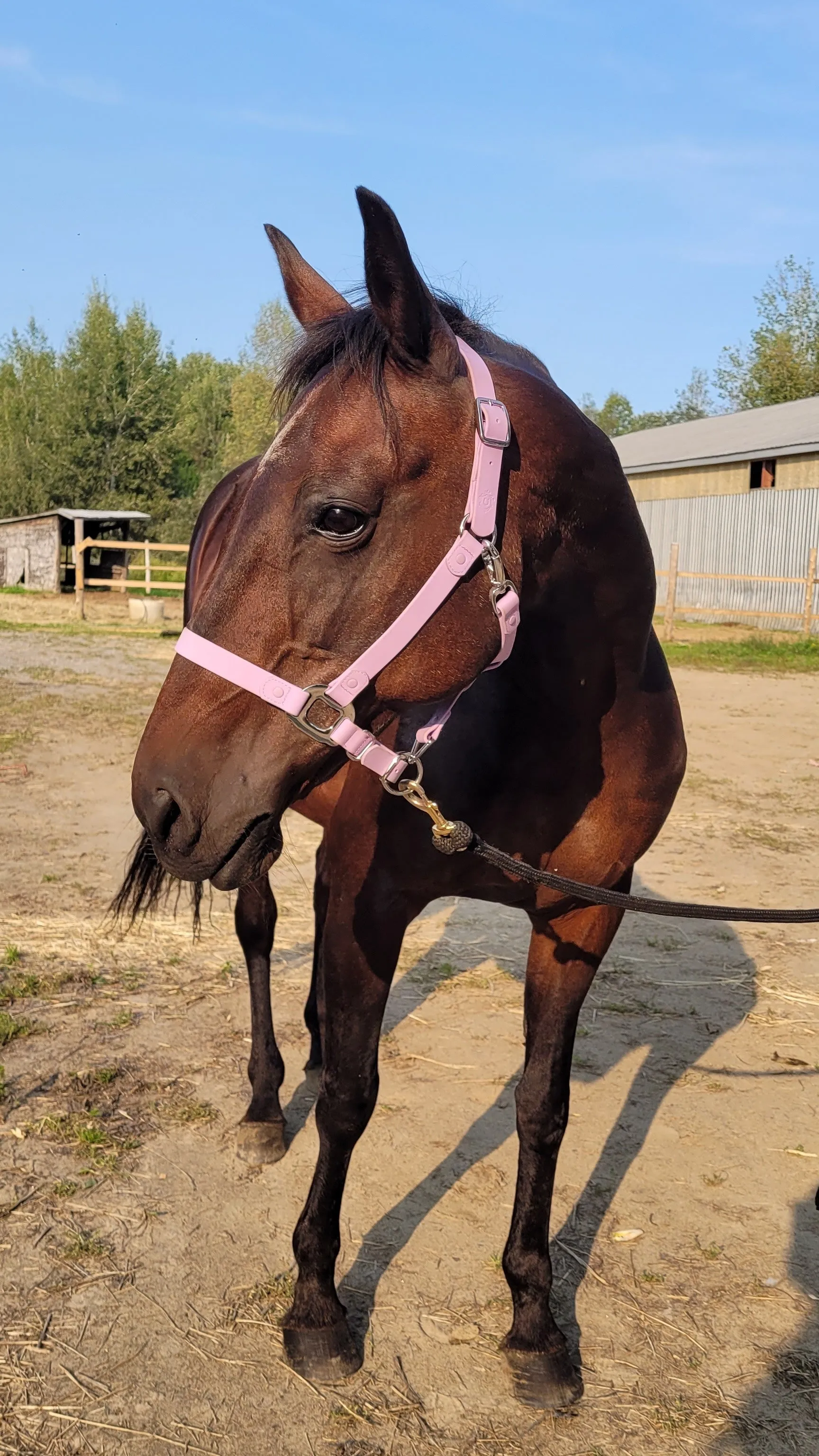 iCavalos Horse Halter Purple